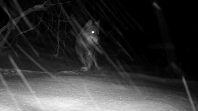 Видео фото ловушки