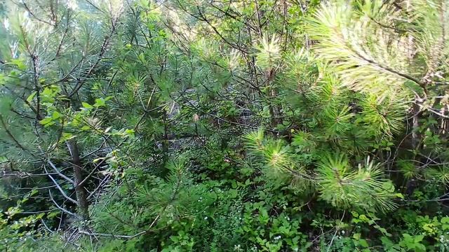 Покидаем найденный на горе Медведь мегалитический дольмен на Чёрном море смотреть онлайн