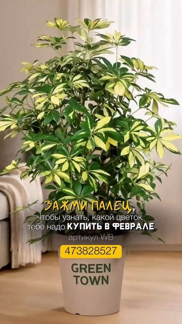 Предсказание на февраль