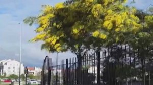 В Сириусе распустились магнолии и мимоза