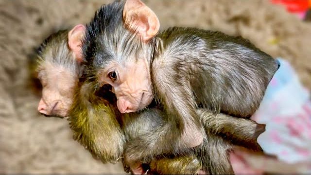 ТАКАЯ МИЛОТА! Степашка укладывает спать мышонка-Манюню))) смотреть онлайн