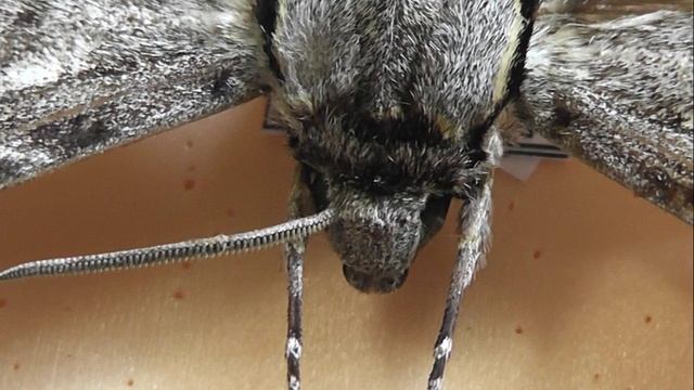 БРАЖНИКИ: 675. Macropoliana bertii