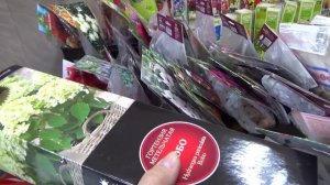 2206.  Покупаем саженцы роз,гортензий и ...