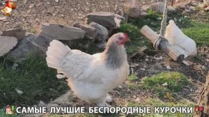Цыплята и Курочки селяночки лучшие беспородные несушки 🥚 (436)