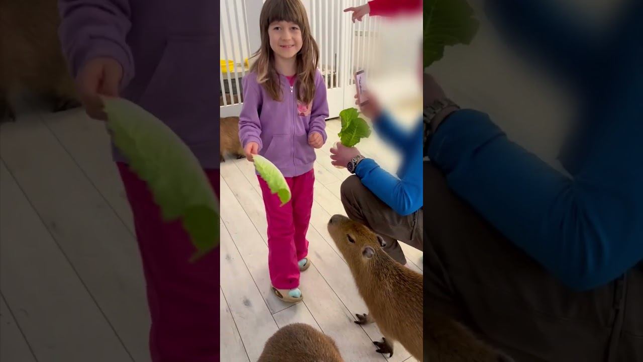 Бьянка в гостях у капибар в кафе! #длядетей #длямалышей #капибара смотреть онлайн