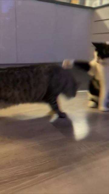 Смешные коты #108-2