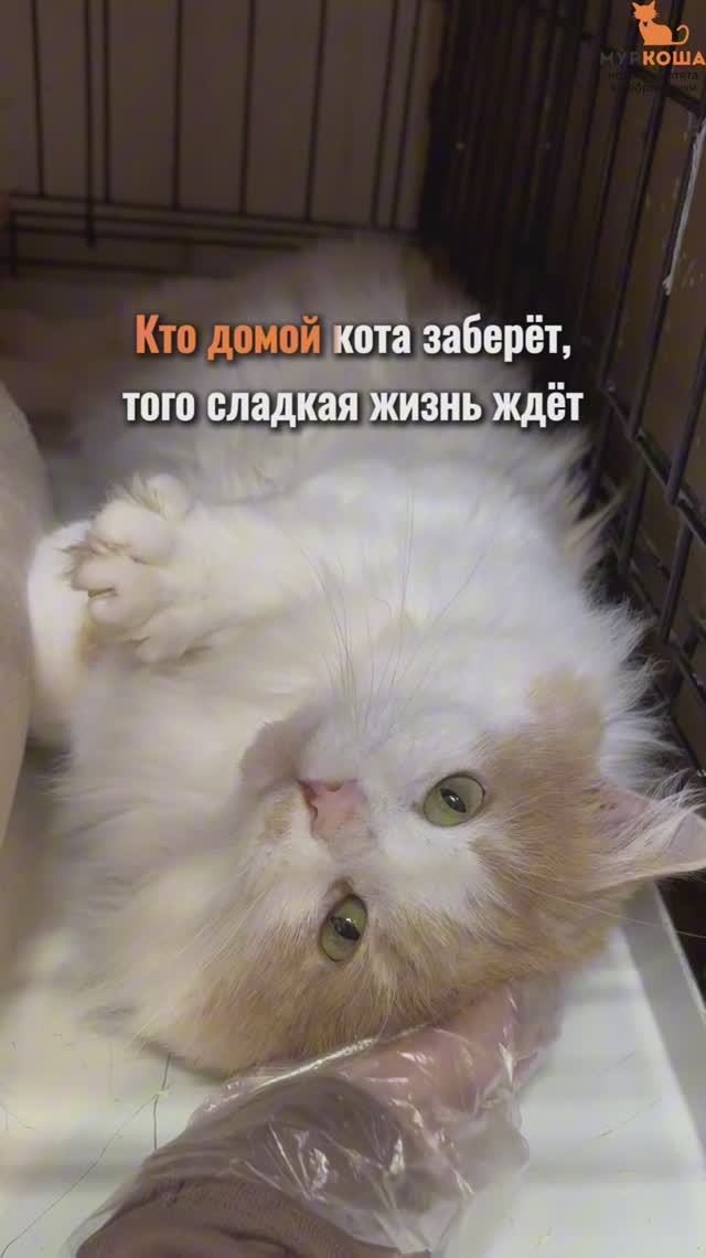 Щербет ждёт вас в приюте #Муркоша смотреть онлайн