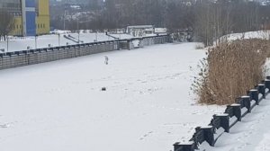 Репортаж от Ирины из Шебекино 05.01.26.