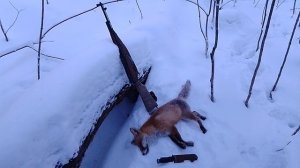 Охота на лисицу с карабином СКС 7,62 х 39 мм. Трофей - молодая лисица.