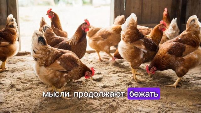 🐔 Куры учат терпению | 10 минут медленного видео, которое успокаивает и замедляет мысли