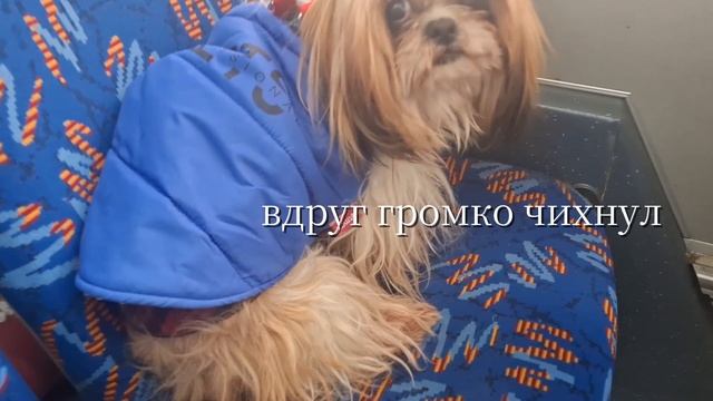 «Автобус, дневник, метели — и мой громкий чих»🐶🤭 «Автобус, дневник, метели — и мой громкий чих»🐶🤭
