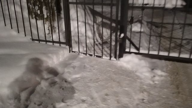 №1231 Двор П. Осипенко 48. 29 декабря 2025 г., 18:48:31 VID_20251229_184805344