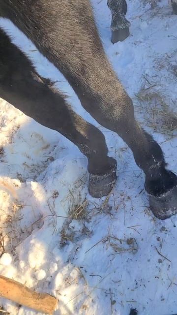 Как за 2 месяца стал мал хомут лошади