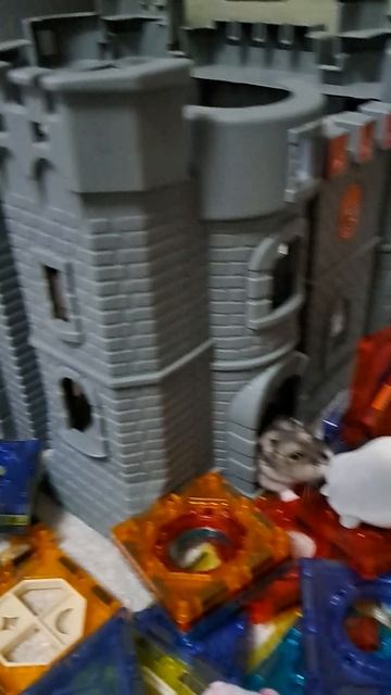 Любознательный хомяк🐹 #хомяк# хомякджунгарик#хомячок#джунгарик