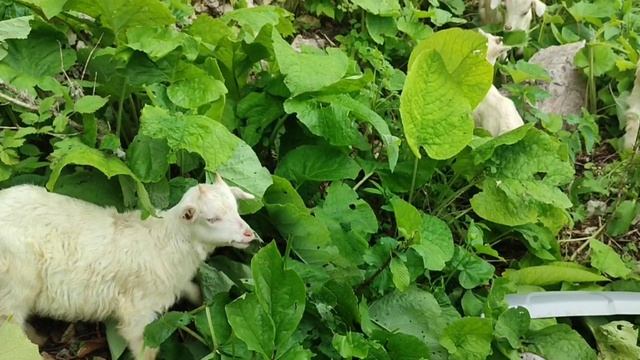 Пятеро милых белых козлят щиплют травку и листочки где-то на горе Мамдзышха