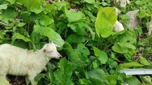 Пятеро милых белых козлят щиплют травку и листочки где-то на горе Мамдзышха