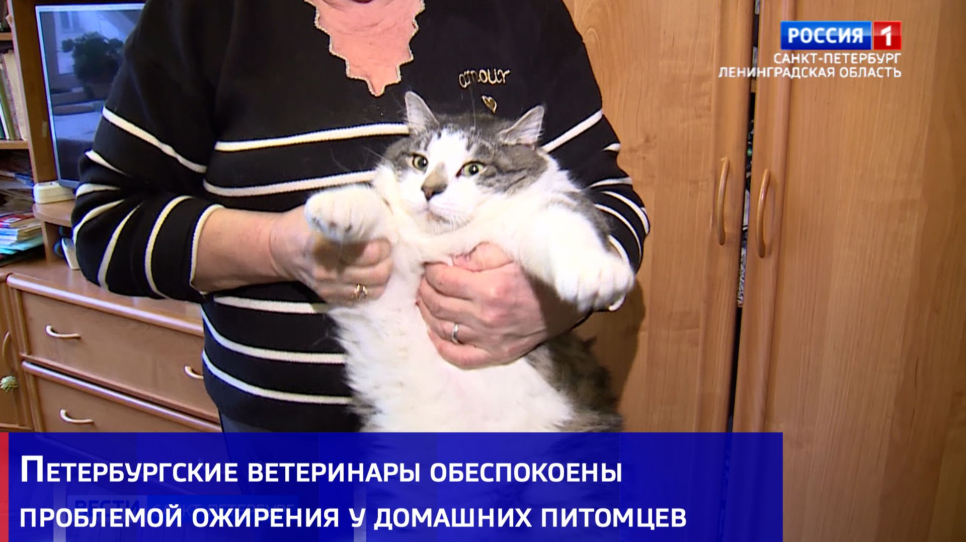 Петербургские ветеринары обеспокоены проблемой ожирения у домашних питомцев Петербургские ветеринары обеспокоены проблемой ожирения у домашних питомцев