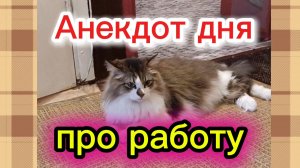 КОШКИ С ОЗВУЧКОЙ.