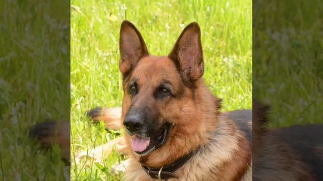 Ко мне Мухтар !!! представляет реализ…