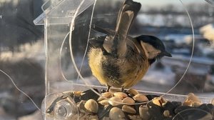 Фуд-корт для птичек