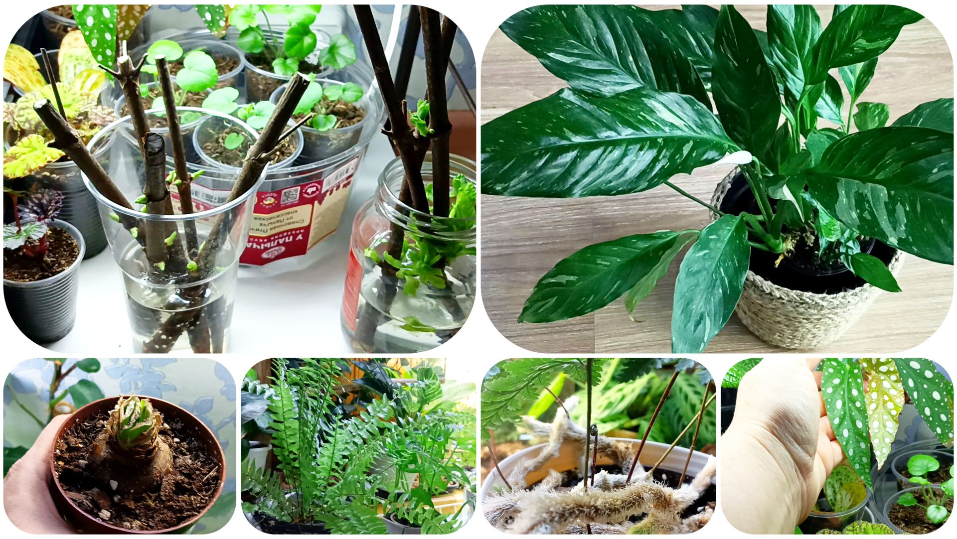 Черенки гортензии в феврале. Папортники меня совершенно не любят. Домашние цветы. смотреть онлайн