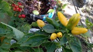 ОВОЩНЫЕ КАШПО.