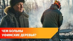 В Уфе начали рубить деревья, пораженные жуком-короедом