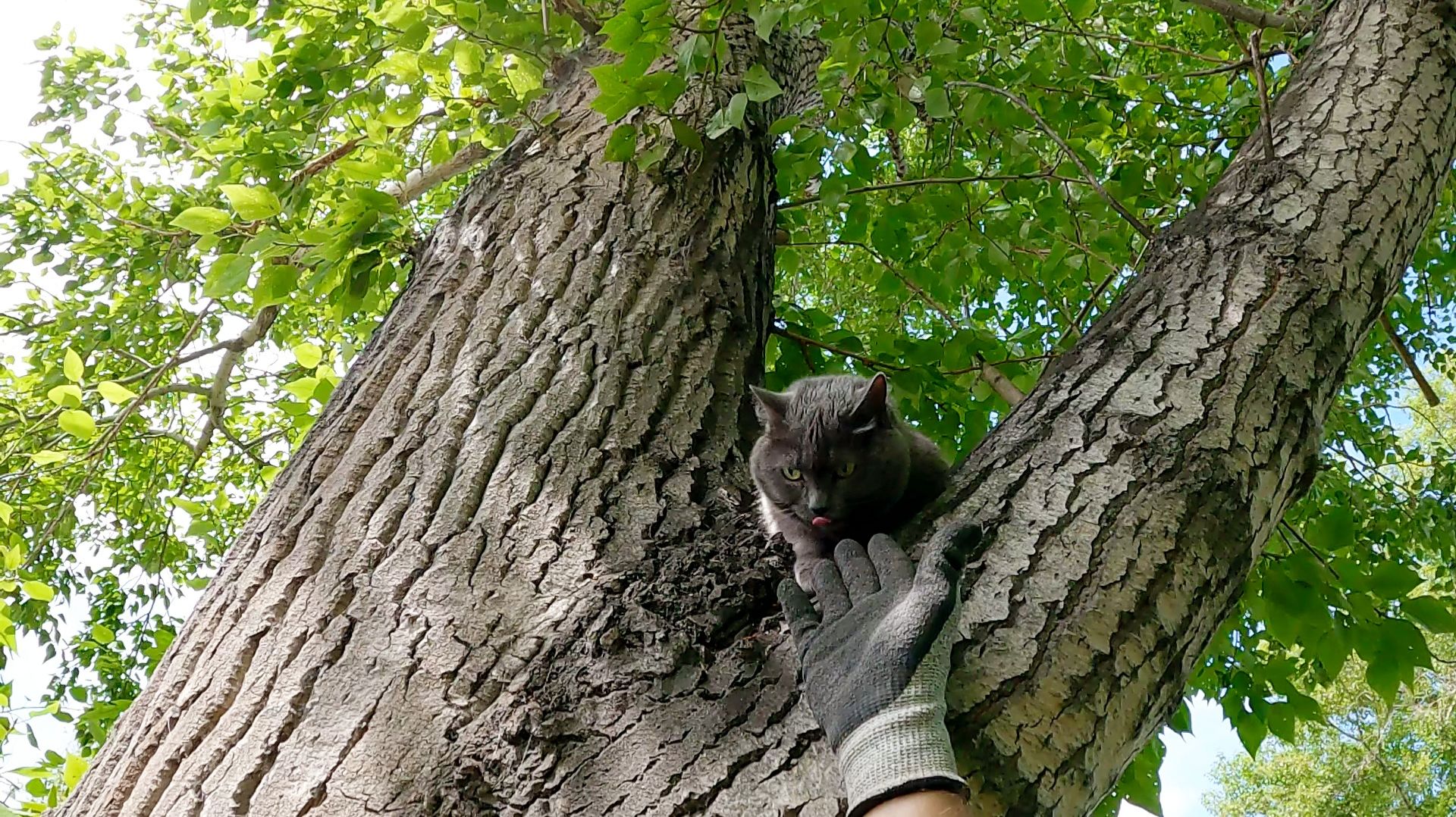 Буся.. дама в возрасте Буся.. дама в возрасте