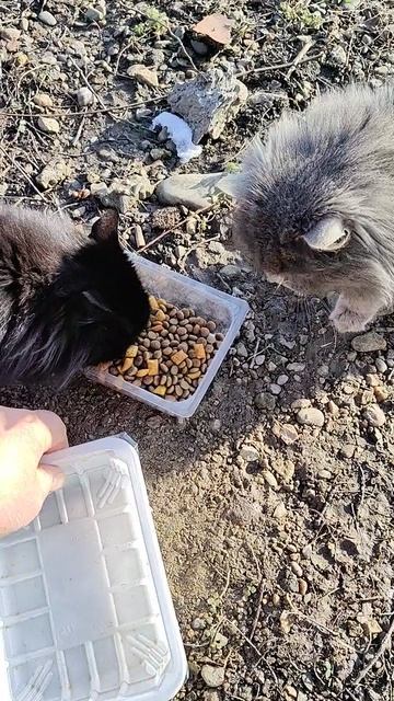 Кто-то уже пришёл за вкусняшками…