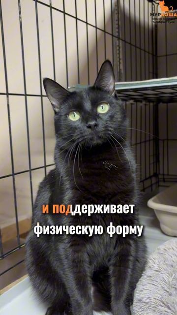 Дофамин ждёт вас в приюте #Муркоша смотреть онлайн