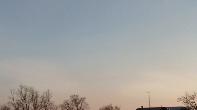 Сирено головый