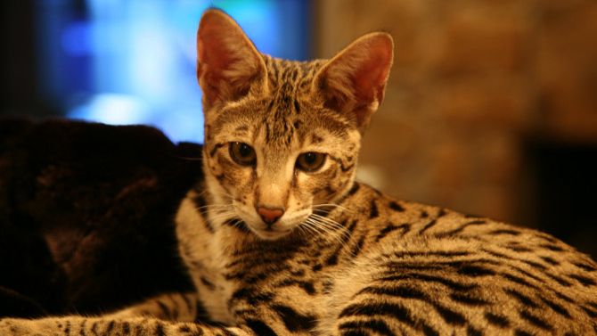 Ашера кошка смотреть онлайн