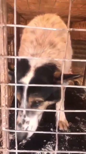 «Теперь меня зовут Пойкила — Пёстрая по-гречески. Меня поймали в родном Кувандыке, чтобы 🟥убить «Теперь меня зовут Пойкила — Пёстрая по-гречески. Меня поймали в родном Кувандыке, чтобы 🟥убить