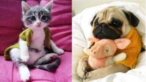 Смотри и плачь от смеха! Самые ржачные животные планеты