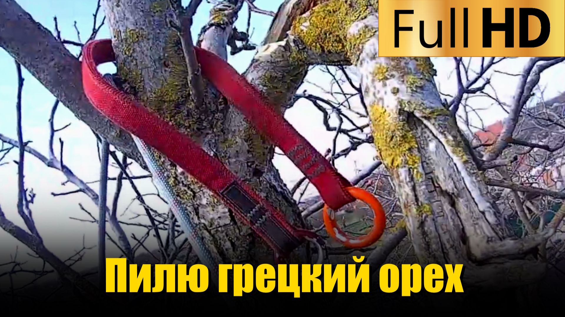 Пилим грецкий орех в ветреную погоду Пилим грецкий орех в ветреную погоду