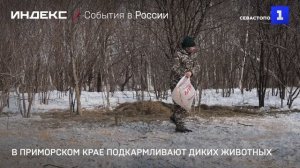В Приморском крае подкармливают диких животных
