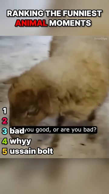 RANKING BEST ANIMAL FUNNY MOMENTS #shorts