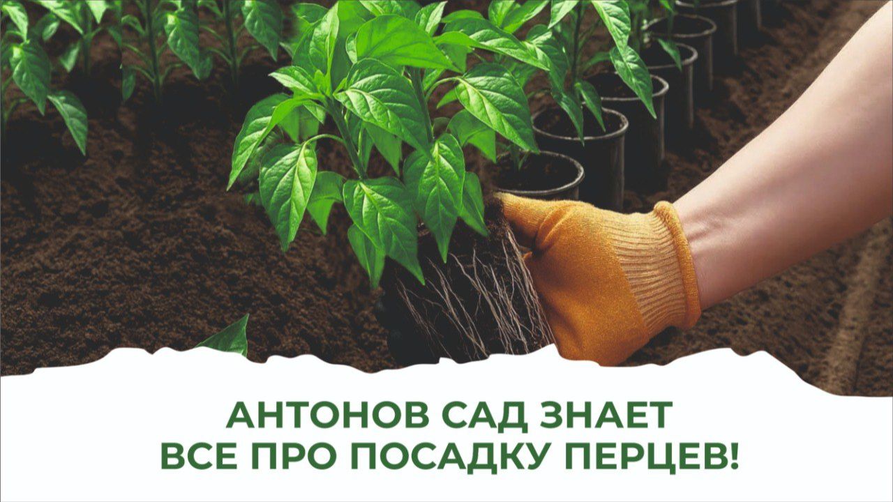 Ошибки. Не сейте перцы на рассаду, пока не узнаете, как делать нельзя! смотреть онлайн