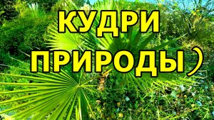 КУЧЕРЯВЫЕ🌴 ПАЛЬМЫ! ЖДЁМ ТАКСИ У ПАРКА «ЮЖНЫЕ КУЛЬТУРЫ». АДЛЕР. СИРИУС. 23 НОЯБРЯ 2025 ГОДА.