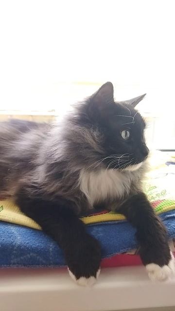 Мишенька 😽😽😽