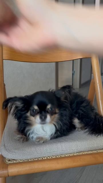 Покупкой инспектор:- Эээ, а вкусняшки где🤨?!