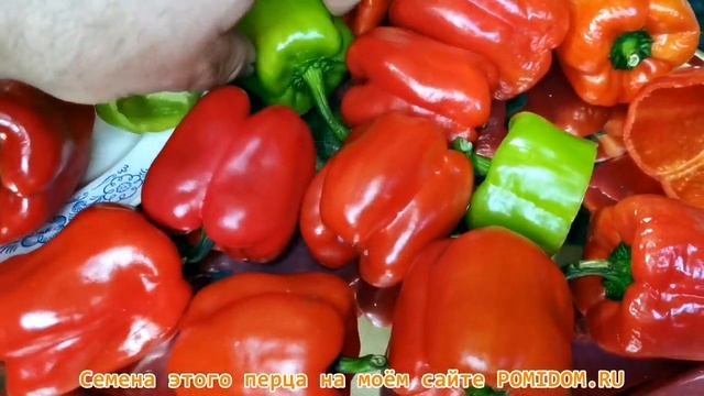 🍅Сорт ПЕРЦА моей Мечты! Урожайный! Ранний! Идеальный для фарширования!