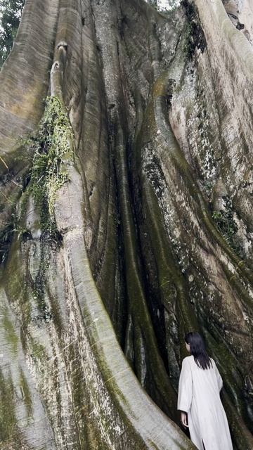 Огромное дерево