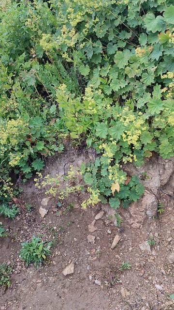 Родник на тропе по пути к Агурским озёрам (7 озёр) от перевала Анчхо (Пыв), Абхазия