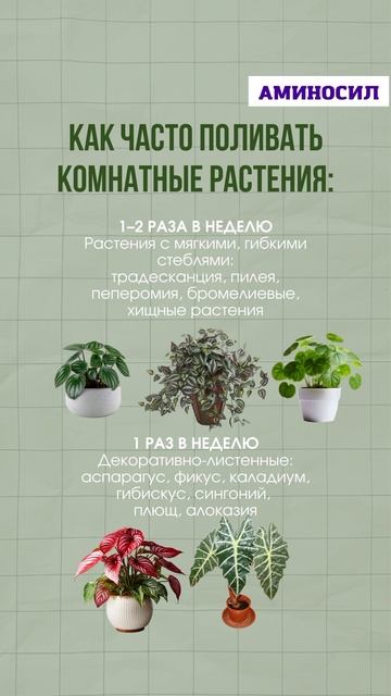 💧 Как часто поливать комнатные растения: удобный гид смотрите в ролике ⬆️