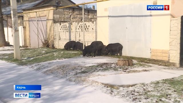 На улицах Керчи замечены необычные прохожие смотреть онлайн