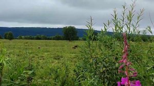 Камчатка 06.08.23.едем к озеру Толмачёва.