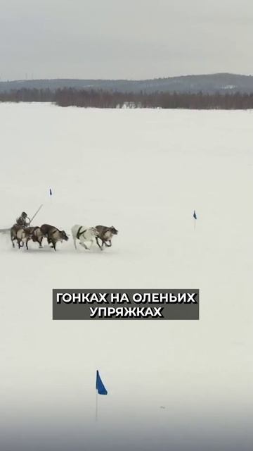 📍В Надыме готовятся к традиционным соревнованиям оленеводов на Кубок губернатора ЯНАО #новости