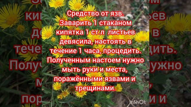 Девясил — от девяти недугов!!!