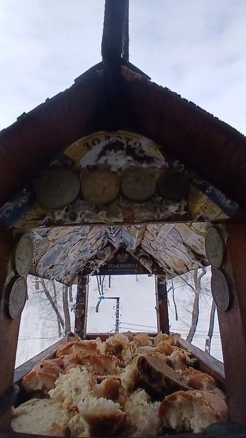 1000009535.mp4Кормушка.05.02.2026г.